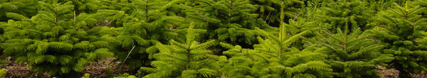 Le sapin de Noël naturel